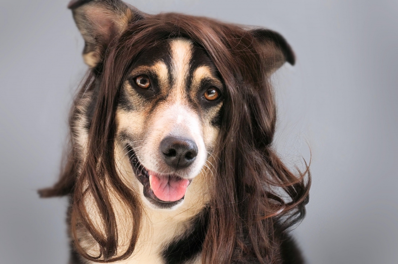 coiffure-CARROS-min_dog-1776721